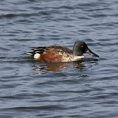 Canard souchet