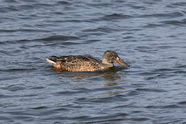 Canard souchet