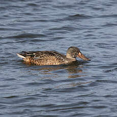 Canard souchet