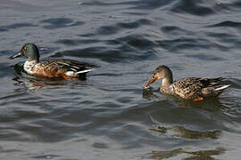 Canard souchet