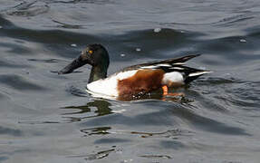 Northern Shoveler