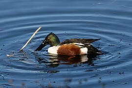 Northern Shoveler