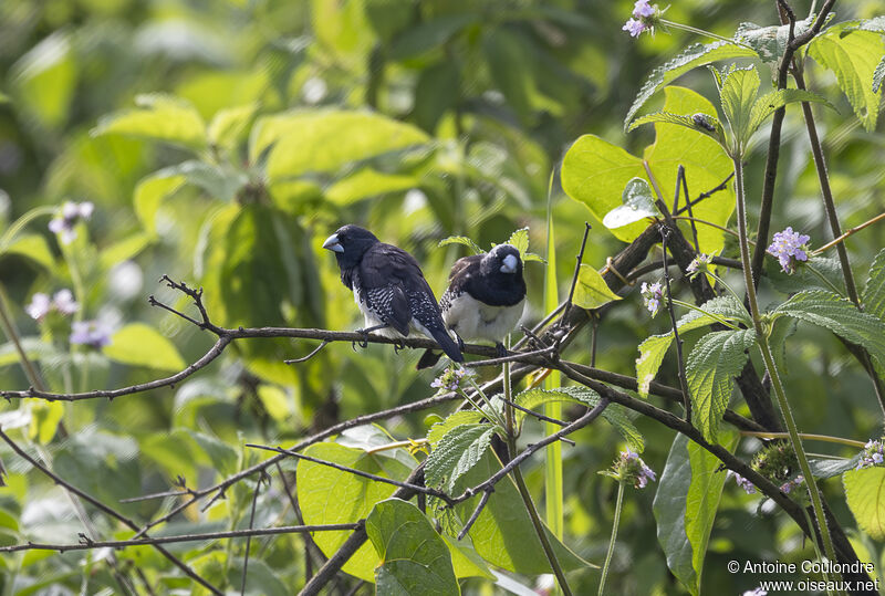 Black-and-white Mannikinadult breeding