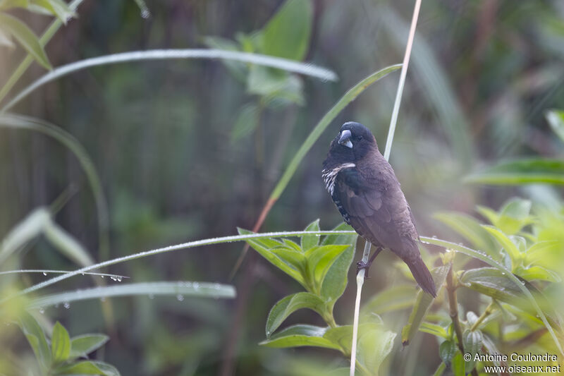 Bronze Mannikinadult breeding