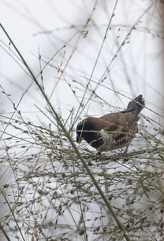 Bronze Mannikinadult breeding, Reproduction-nesting