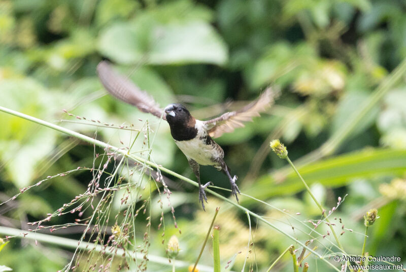 Bronze Mannikinadult breeding, Reproduction-nesting