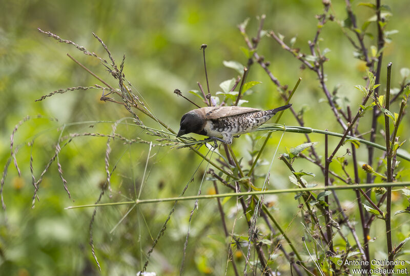 Bronze Mannikinadult breeding, Reproduction-nesting