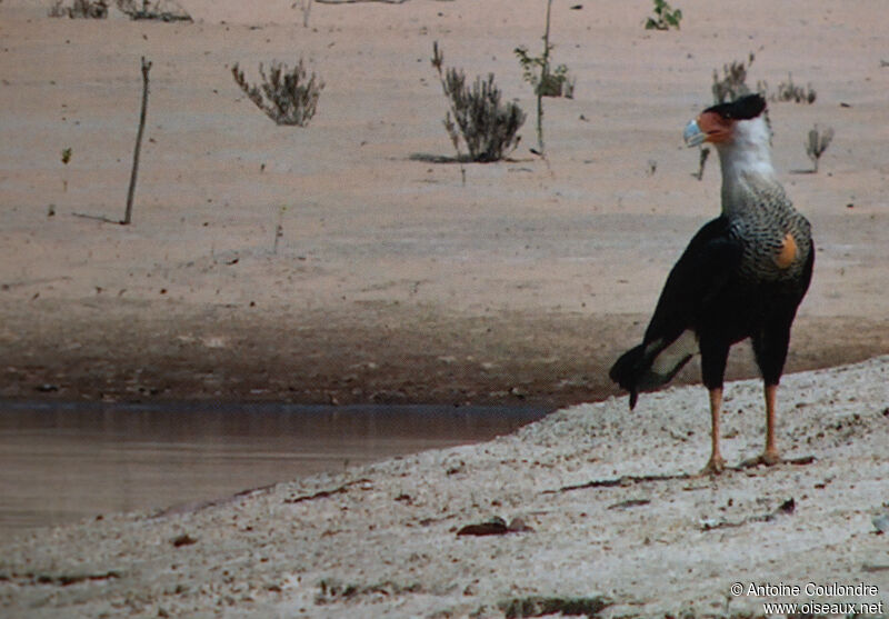 Crested Caracara