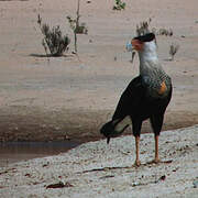 Caracara huppé