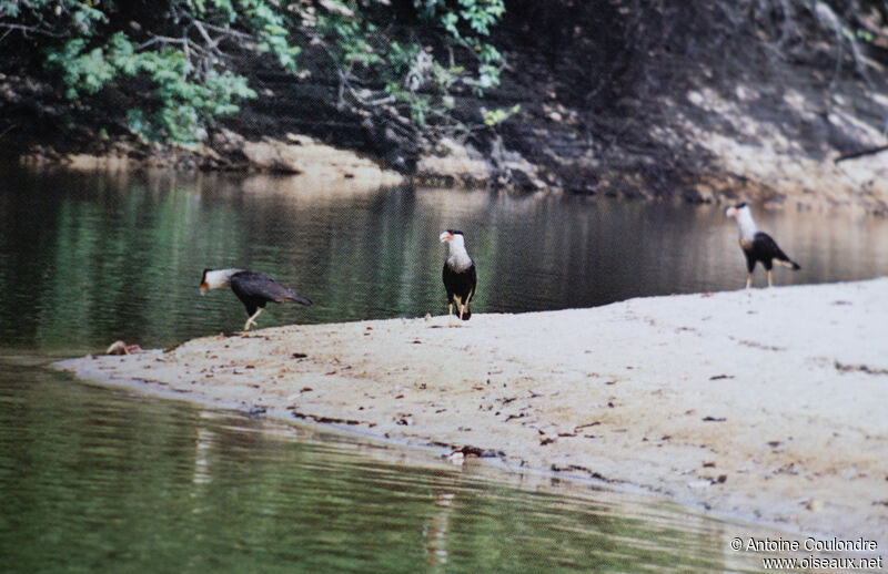 Caracara huppéadulte