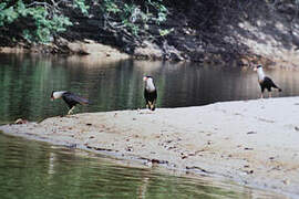 Caracara huppé