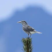 Spotted Nutcracker