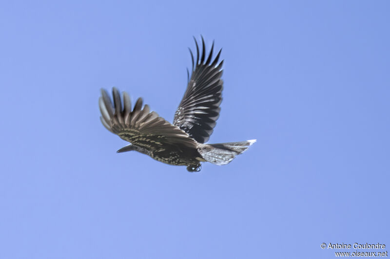 Spotted Nutcrackeradult, Flight