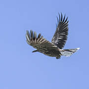 Spotted Nutcracker