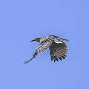 Spotted Nutcracker