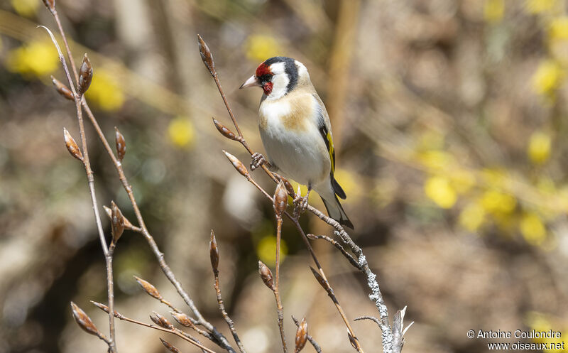 European Goldfinchadult breeding