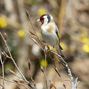 European Goldfinch