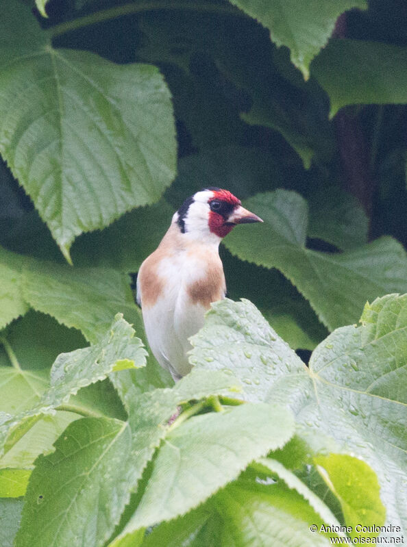 Chardonneret élégant