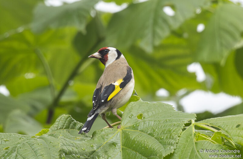 Chardonneret élégantadulte nuptial