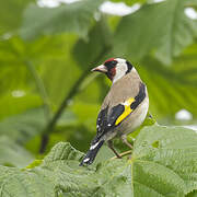 Chardonneret élégant