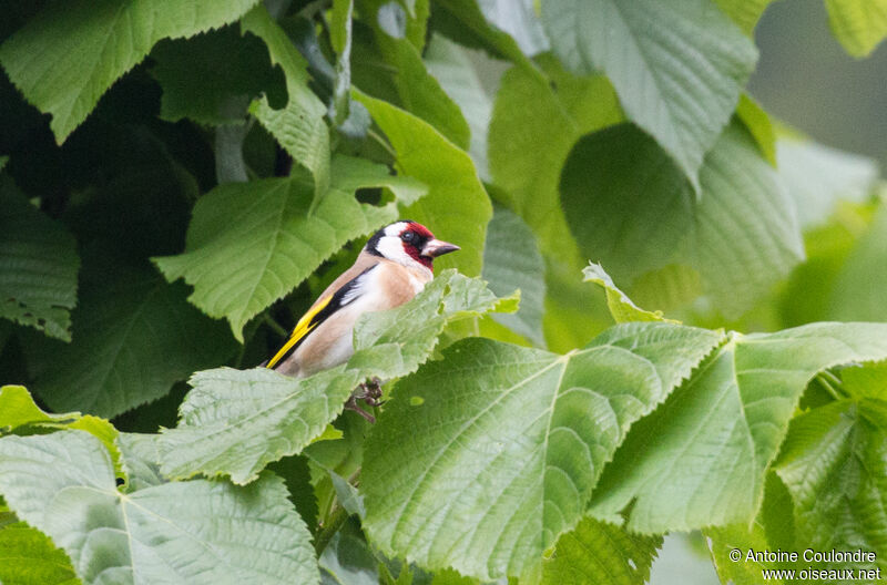 Chardonneret élégantadulte nuptial