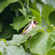 Chardonneret élégant