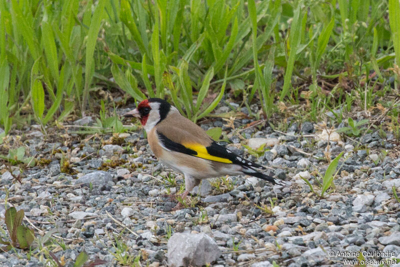 Chardonneret élégantadulte nuptial