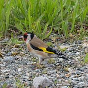 European Goldfinch