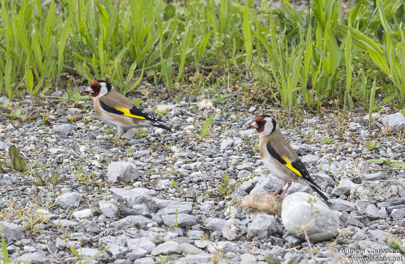 Chardonneret élégantadulte nuptial