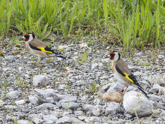 European Goldfinch