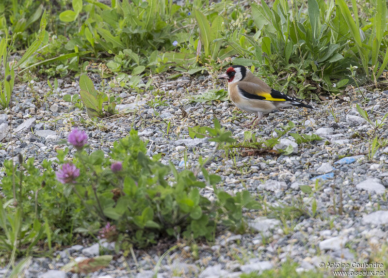 Chardonneret élégantadulte nuptial