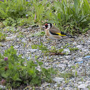 European Goldfinch