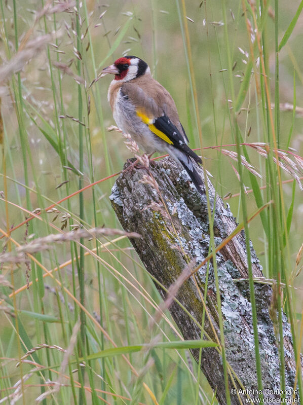 European Goldfinchadult breeding