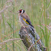 European Goldfinch