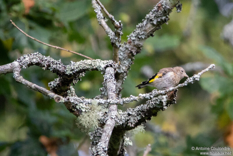 Chardonneret élégantjuvénile