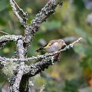 European Goldfinch