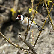 European Goldfinch