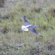 Common Greenshank