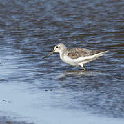 Common Greenshank