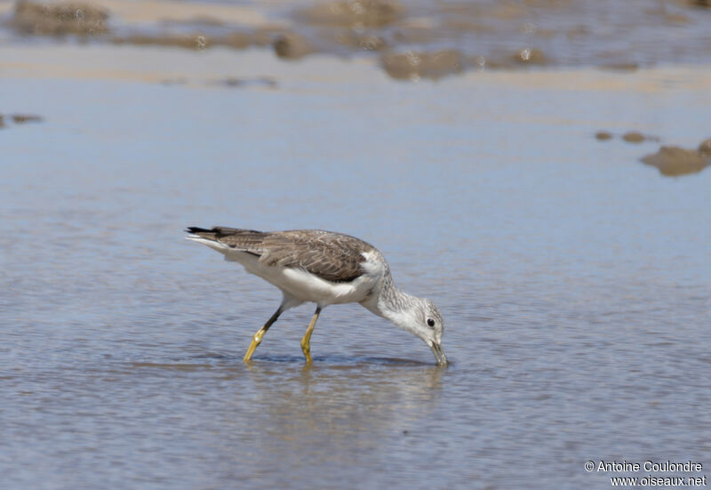 Common Greenshankadult, fishing/hunting