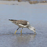 Common Greenshank