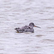 Spotted Redshank