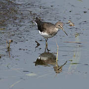 Green Sandpiper