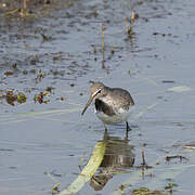 Green Sandpiper