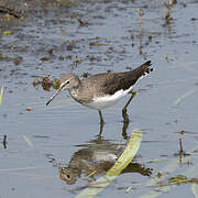 Green Sandpiper