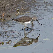 Green Sandpiper