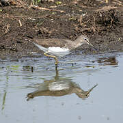 Green Sandpiper