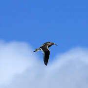 Common Redshank