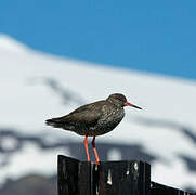 Common Redshank