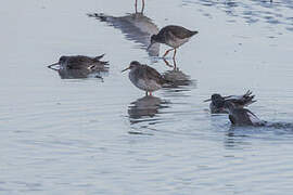 Common Redshank